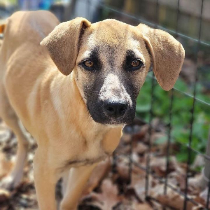 Lily- A devoted and loving family companion, an adoptable Black Mouth Cur Mix in Wantagh, NY_image-3