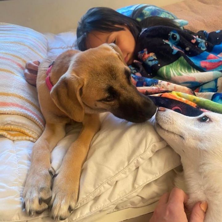 Lily- A devoted and loving family companion 4