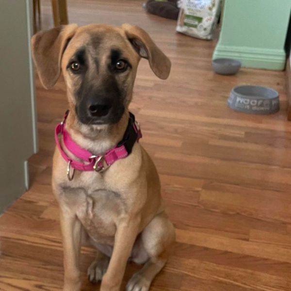 Lily- A devoted and loving family companion