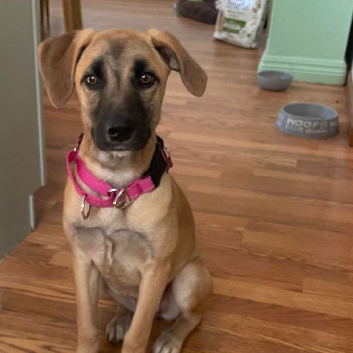 Lily- A devoted and loyal family companion, an adoptable Black Mouth Cur Mix in Milford, PA_image-1
