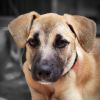 Lily- A devoted and loyal family companion
