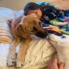 Lily- A devoted and loyal family companion