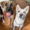 Lily- A devoted and loyal family companion