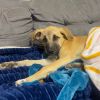 Lily- A devoted and loyal family companion