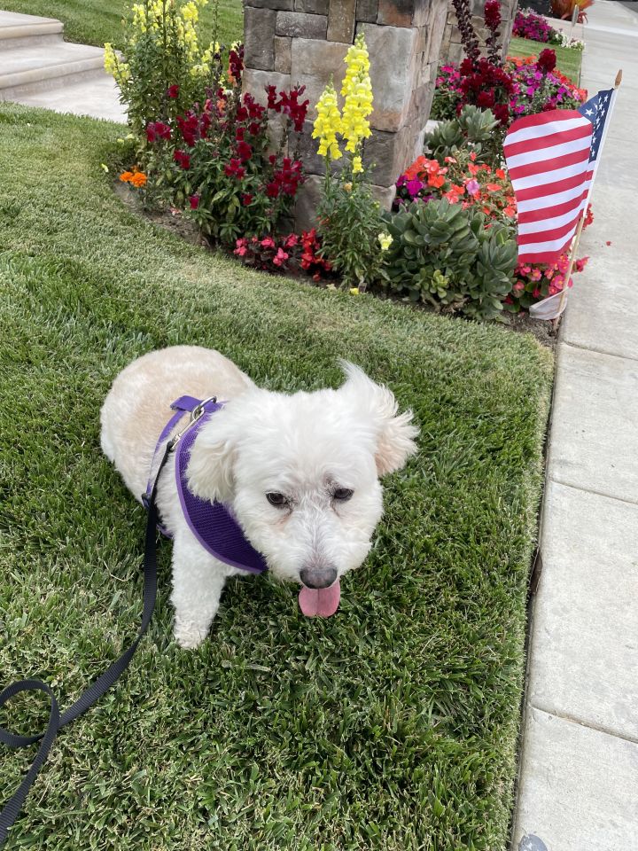 Timmy (Teddy) 443 4