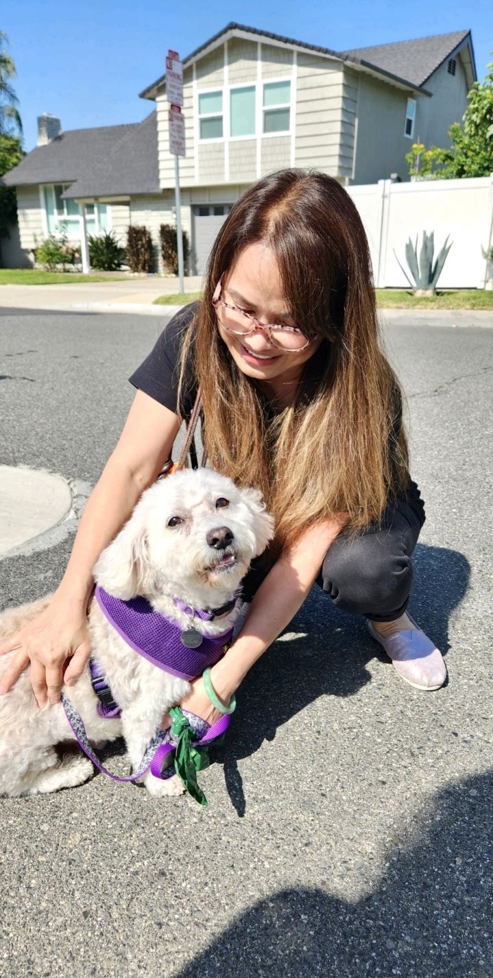 Timmy (Teddy) 443, an adopted Bichon Frise in Placentia, CA_image-5