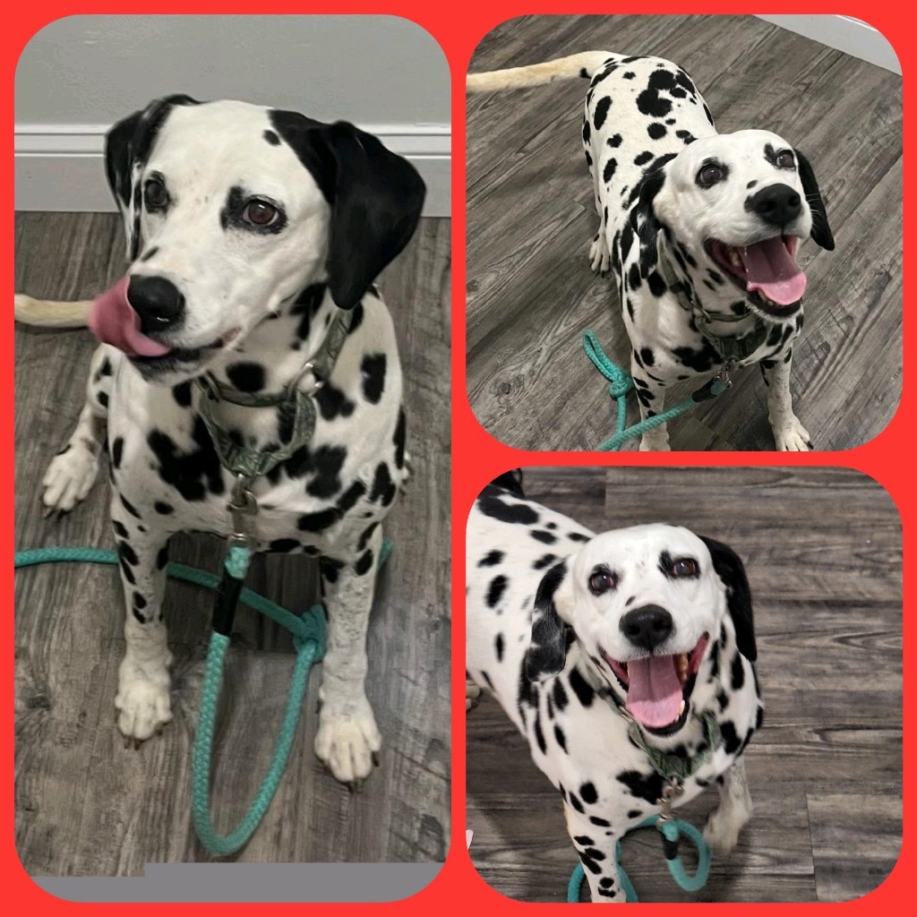 Sammy, an adoptable Dalmatian in Labelle, FL, 33975 | Photo Image 1