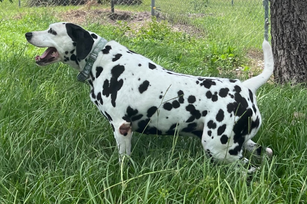 Sammy, an adoptable Dalmatian in Labelle, FL, 33975 | Photo Image 2