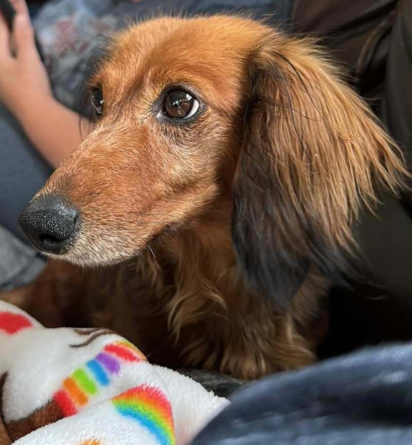 Dog for adoption - Nova-Adoption Pending , a Dachshund in Omaha, NE ...