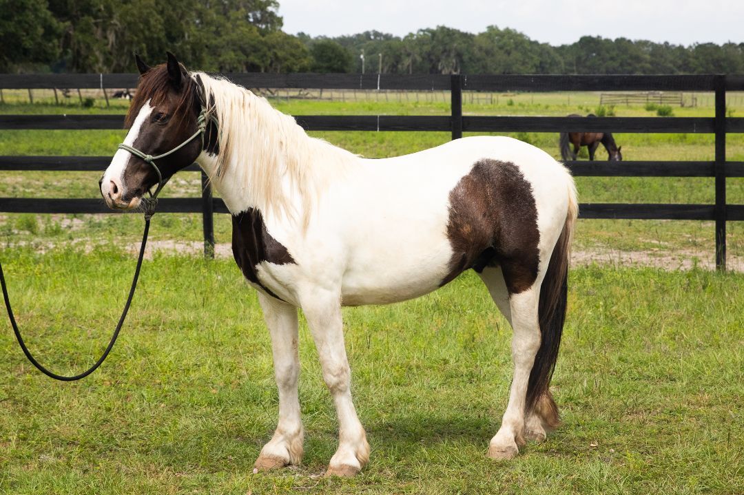 Horse for adoption Apache, a Mustang in ster, FL Petfinder