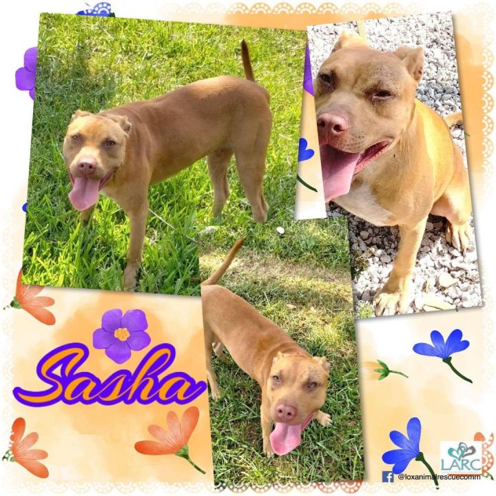 Sasha, an adoptable Pit Bull Terrier Mix in Loxahatchee, FL_image-1