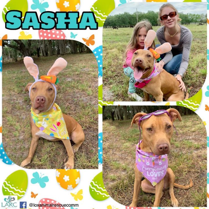 Sasha 2