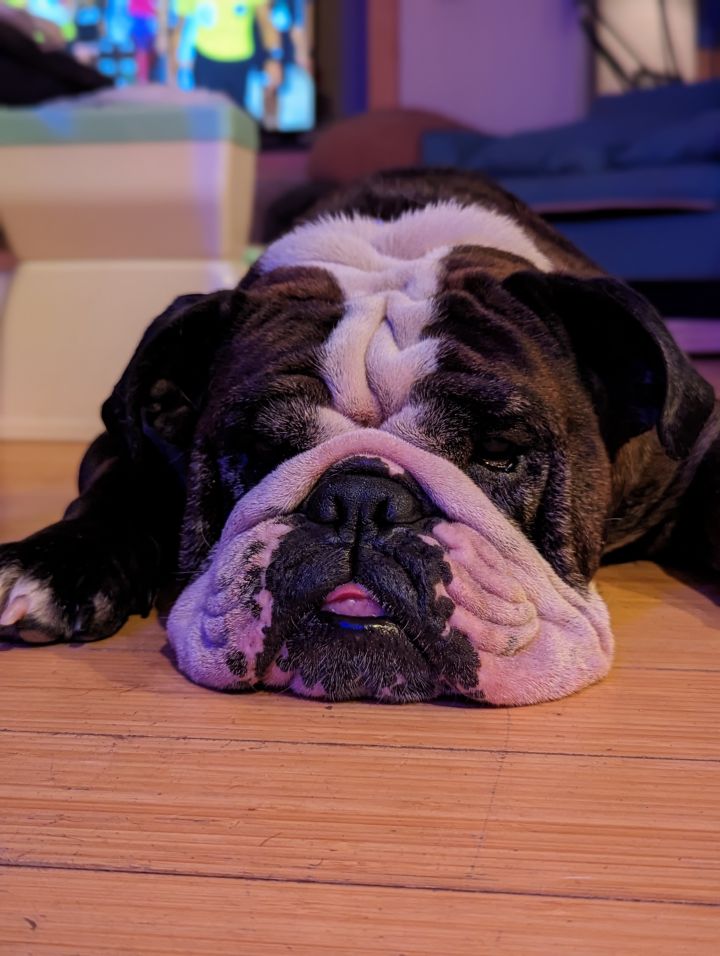 Gertie, an adoptable English Bulldog in Van Vleck, TX_image-1