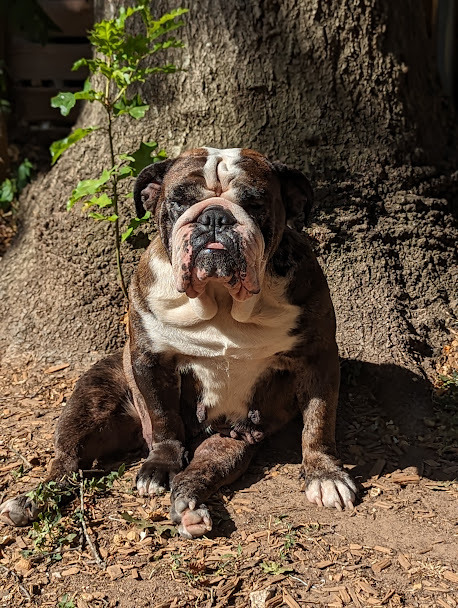 Gertie, an adoptable English Bulldog in Van Vleck, TX_image-5