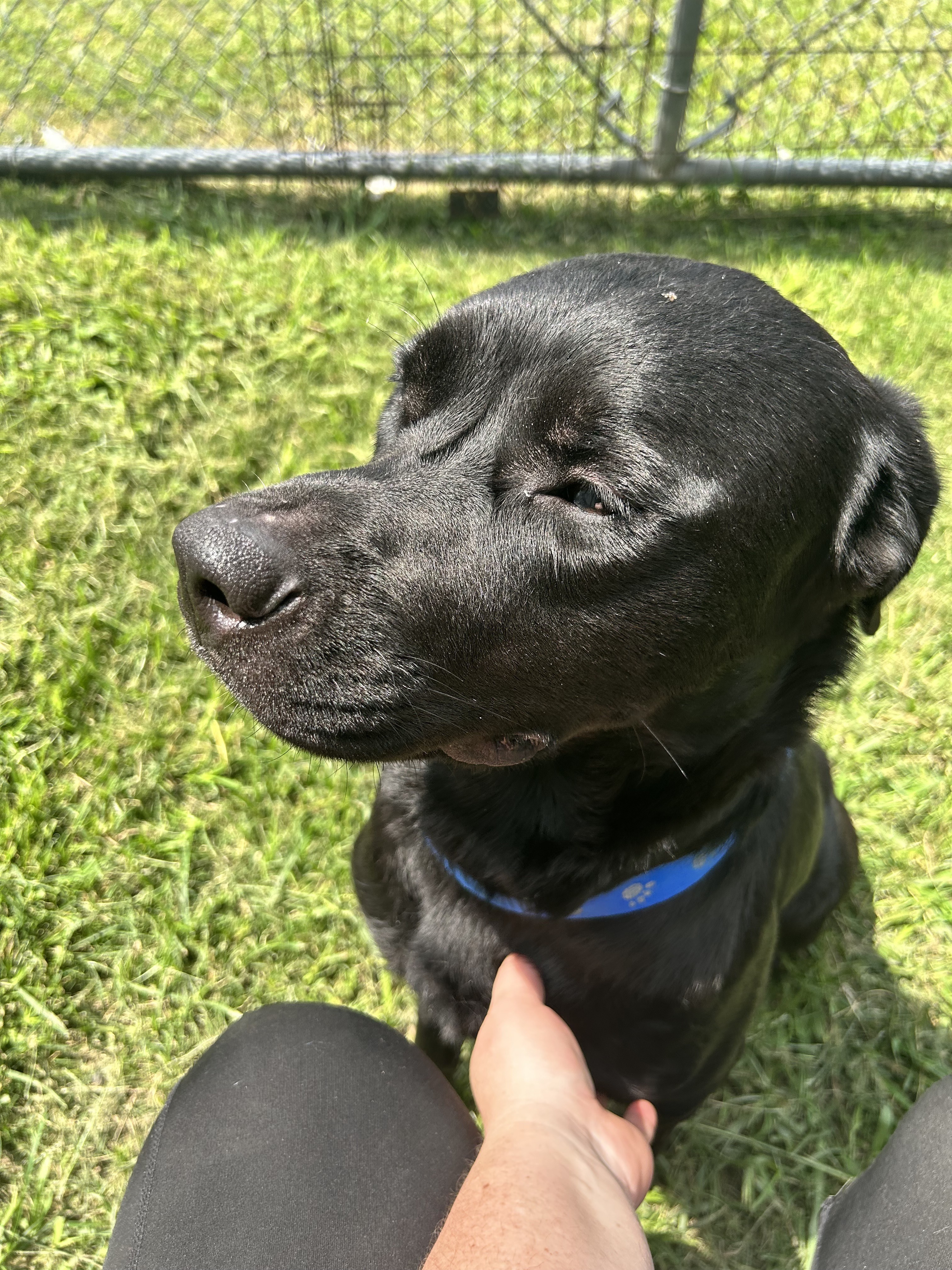 Lab rott hot sale mix puppy