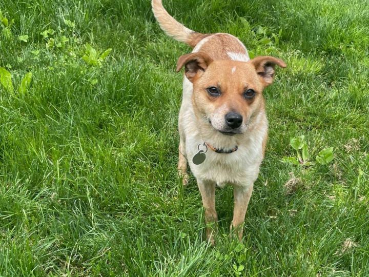 can a australian cattle dog and a italian greyhound be friends