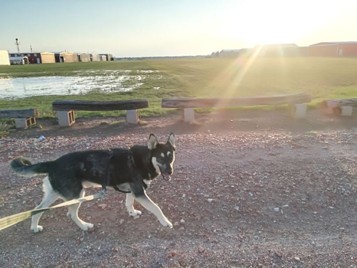 Referral - Loki, an adoptable German Shepherd Dog & Husky Mix in Fort Morgan, CO_image-4