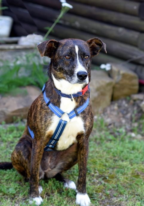 Dog for adoption - Gracie - sweet, happy girl, a Plott Hound Mix in ...