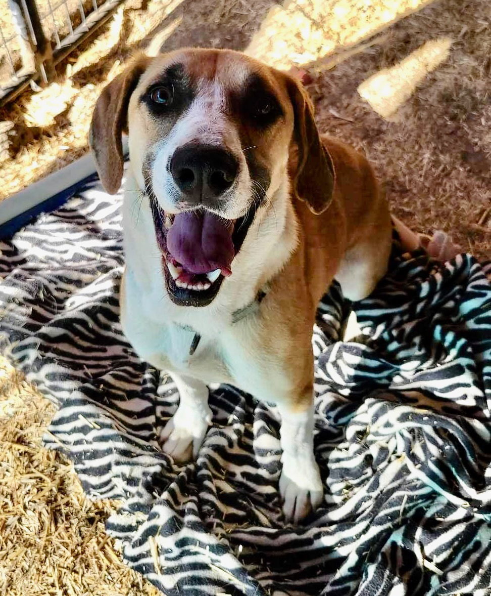 Malfoy, an adoptable Basset Hound, Terrier in Yreka, CA, 96097 | Photo Image 1