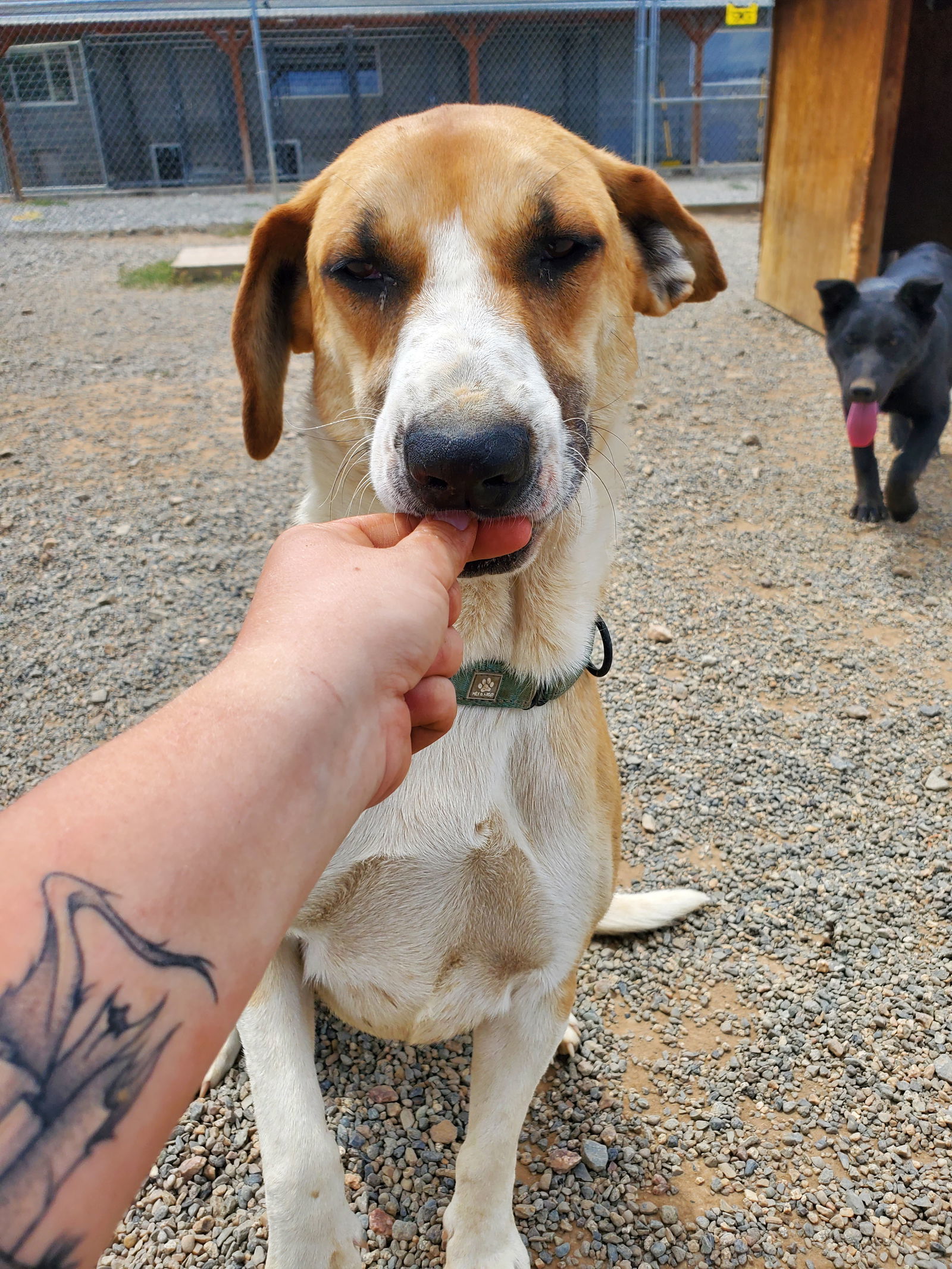 Malfoy, an adoptable Basset Hound, Terrier in Yreka, CA, 96097 | Photo Image 2