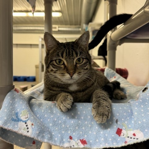 Maggs, an adoptable Domestic Short Hair in Albert Lea, MN, 56007 | Photo Image 1