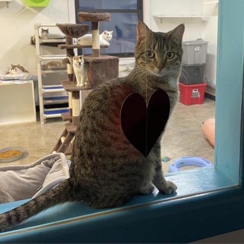 Maggs, an adoptable Domestic Short Hair in Albert Lea, MN, 56007 | Photo Image 2