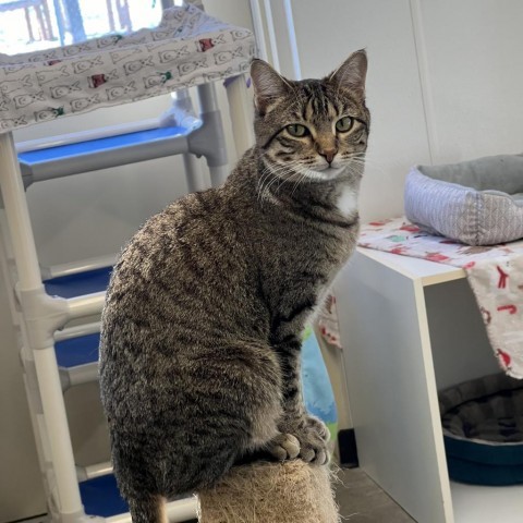 Maggs, an adoptable Domestic Short Hair in Albert Lea, MN, 56007 | Photo Image 3