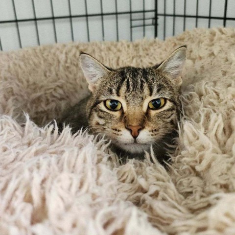 Maggs, an adoptable Domestic Short Hair in Albert Lea, MN, 56007 | Photo Image 4