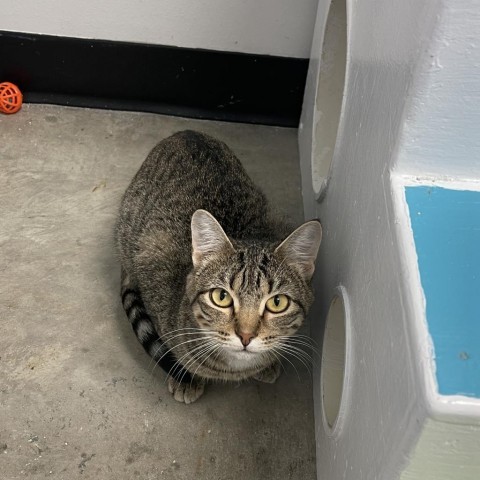 Maggs, an adoptable Domestic Short Hair in Albert Lea, MN, 56007 | Photo Image 5