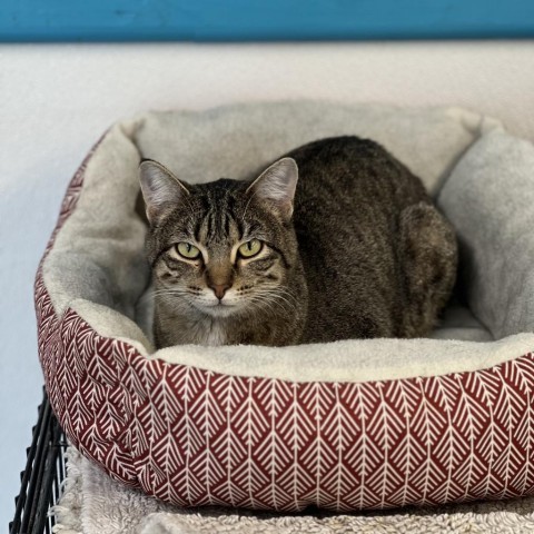 Maggs, an adoptable Domestic Short Hair in Albert Lea, MN, 56007 | Photo Image 5