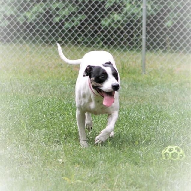 Spring , an adoptable American Staffordshire Terrier Mix in Kentwood, MI_image-3