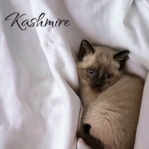 Kashmire