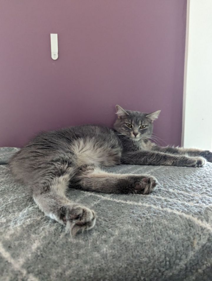 Willow Gray 3
