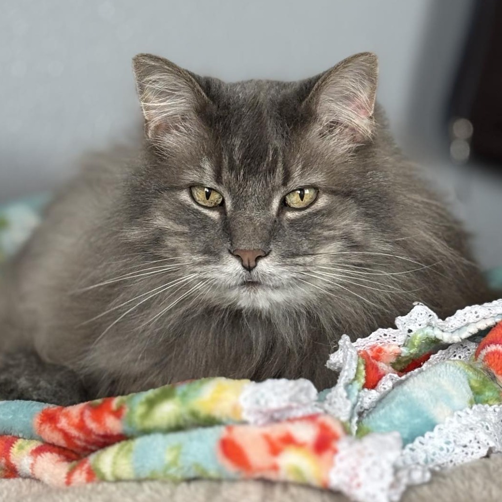 Apollo, an adoptable Domestic Long Hair in Sheridan, WY, 82801 | Photo Image 1