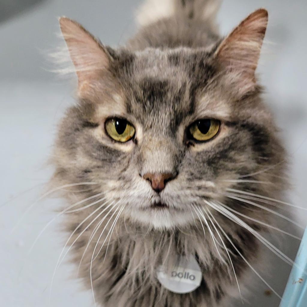 Apollo, an adoptable Domestic Long Hair in Sheridan, WY, 82801 | Photo Image 2