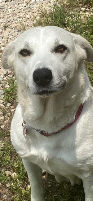 Blondie's Story