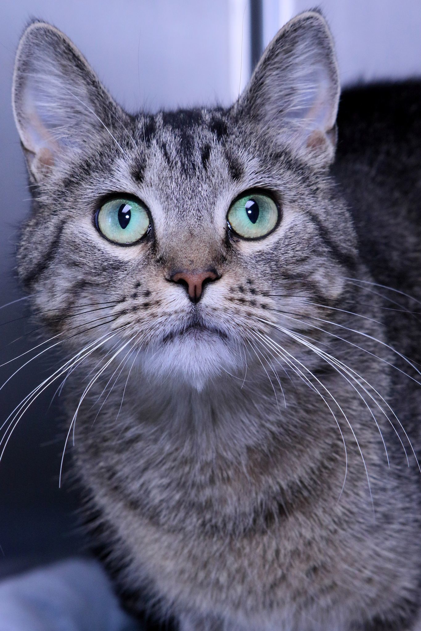 Theresa, an adoptable Domestic Short Hair, Tiger in Austin, MN, 55912 | Photo Image 1