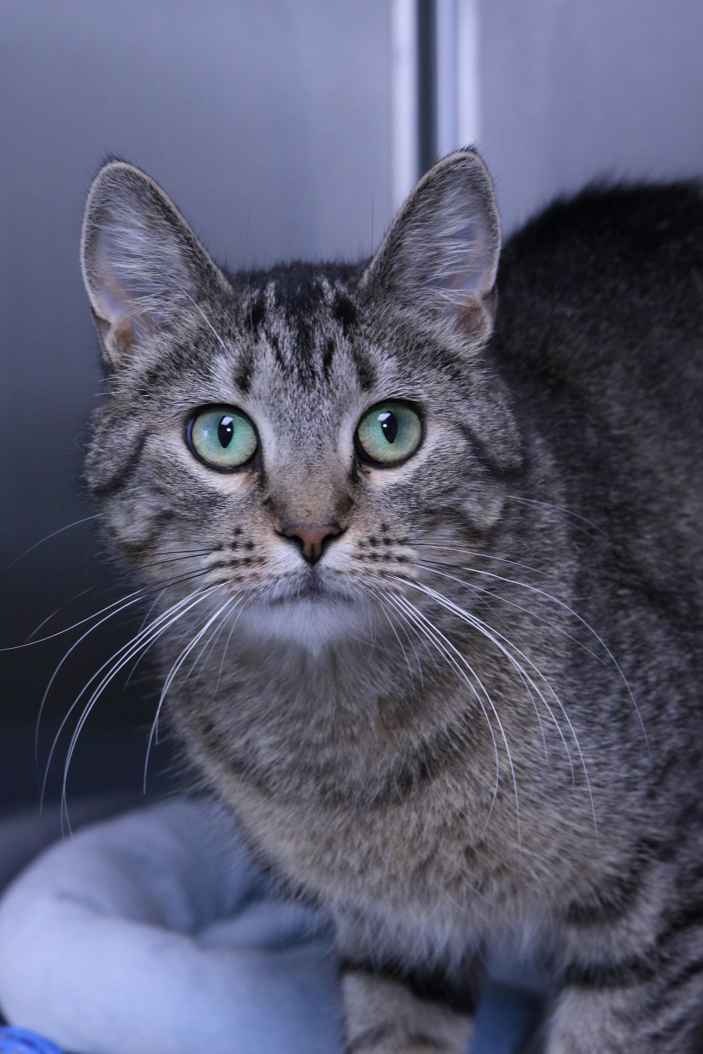 Theresa, an adoptable Domestic Short Hair, Tiger in Austin, MN, 55912 | Photo Image 2