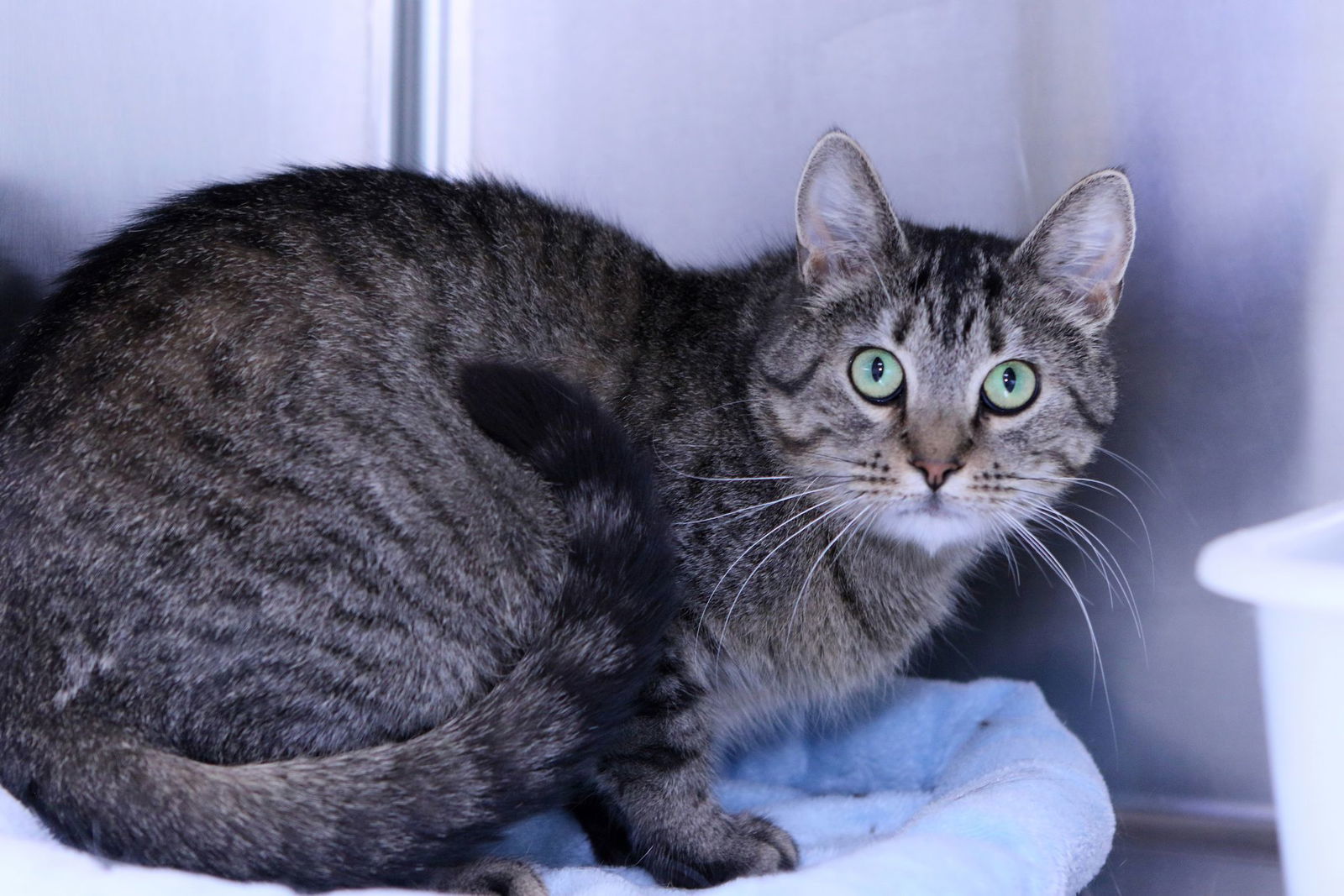 Theresa, an adoptable Domestic Short Hair, Tiger in Austin, MN, 55912 | Photo Image 3
