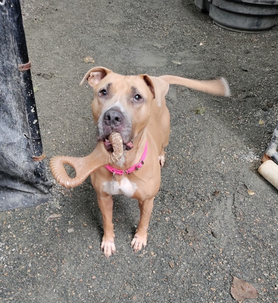 Maple, an adoptable Staffordshire Bull Terrier in North Reading, MA, 01864 | Photo Image 1