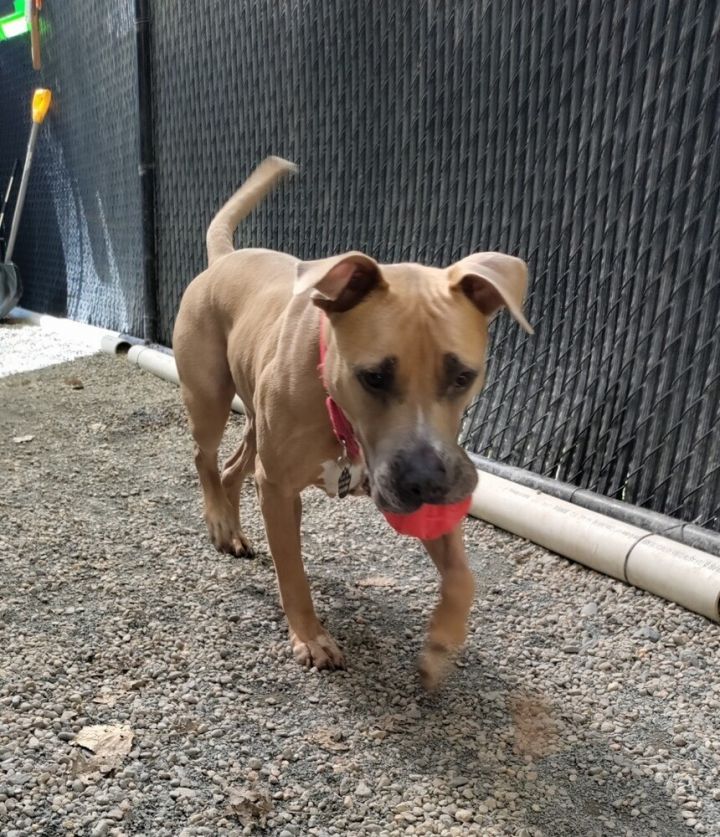 Dog for adoption Maple a Staffordshire Bull Terrier Mix in