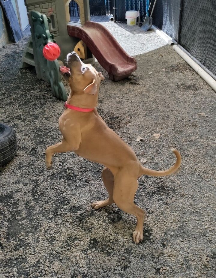 Dog for adoption Maple a Staffordshire Bull Terrier Mix in