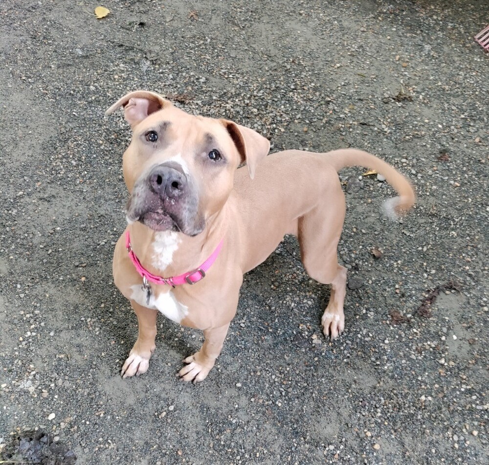 Maple, an adoptable Staffordshire Bull Terrier in North Reading, MA, 01864 | Photo Image 4