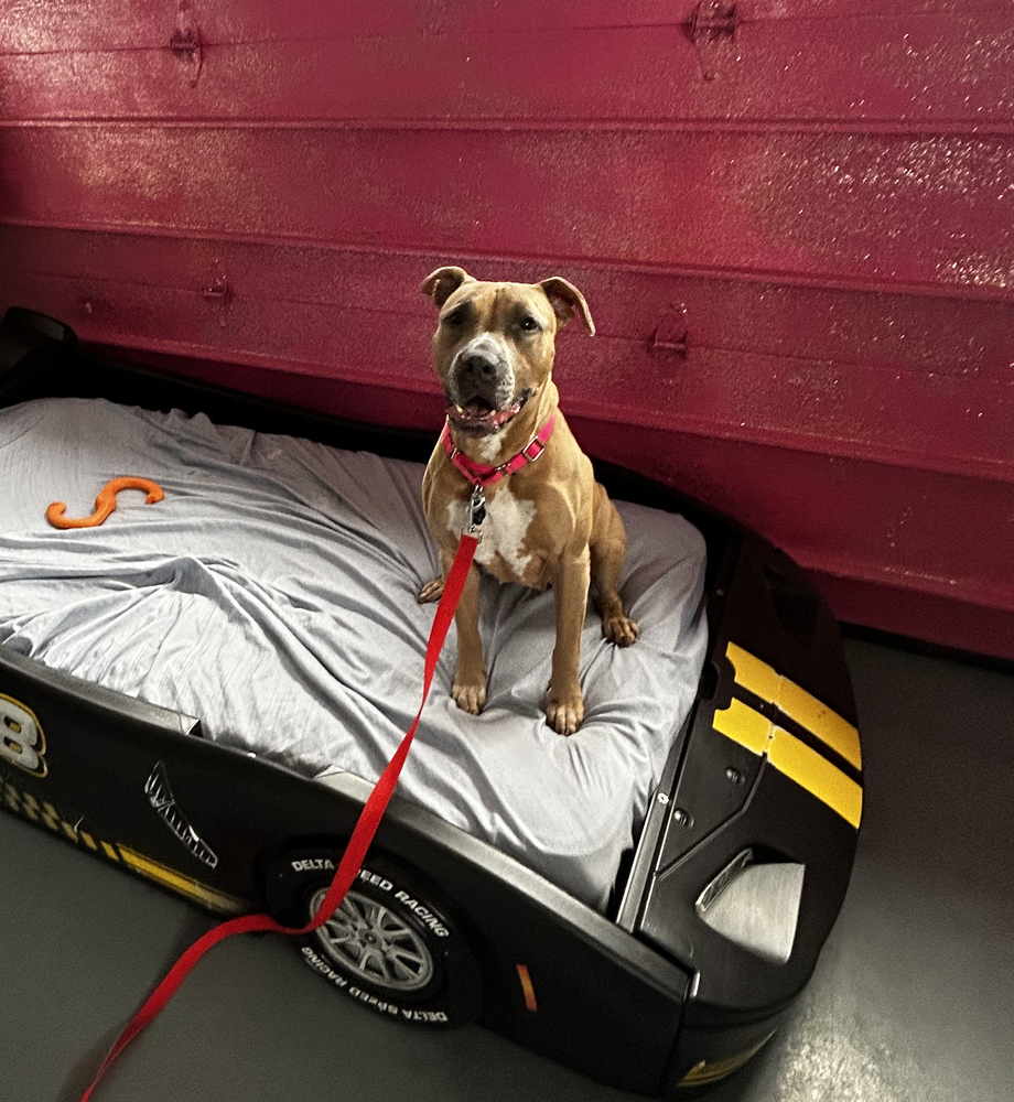 Maple, an adoptable Staffordshire Bull Terrier in North Reading, MA, 01864 | Photo Image 5