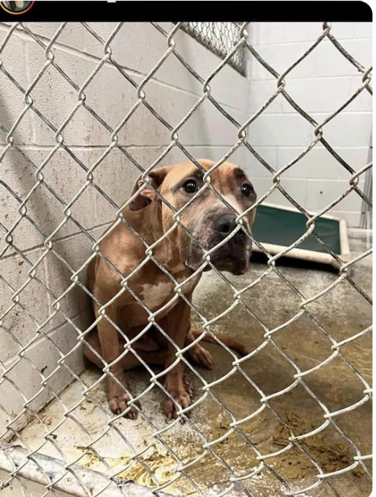 Maple, an adoptable Staffordshire Bull Terrier in North Reading, MA, 01864 | Photo Image 6