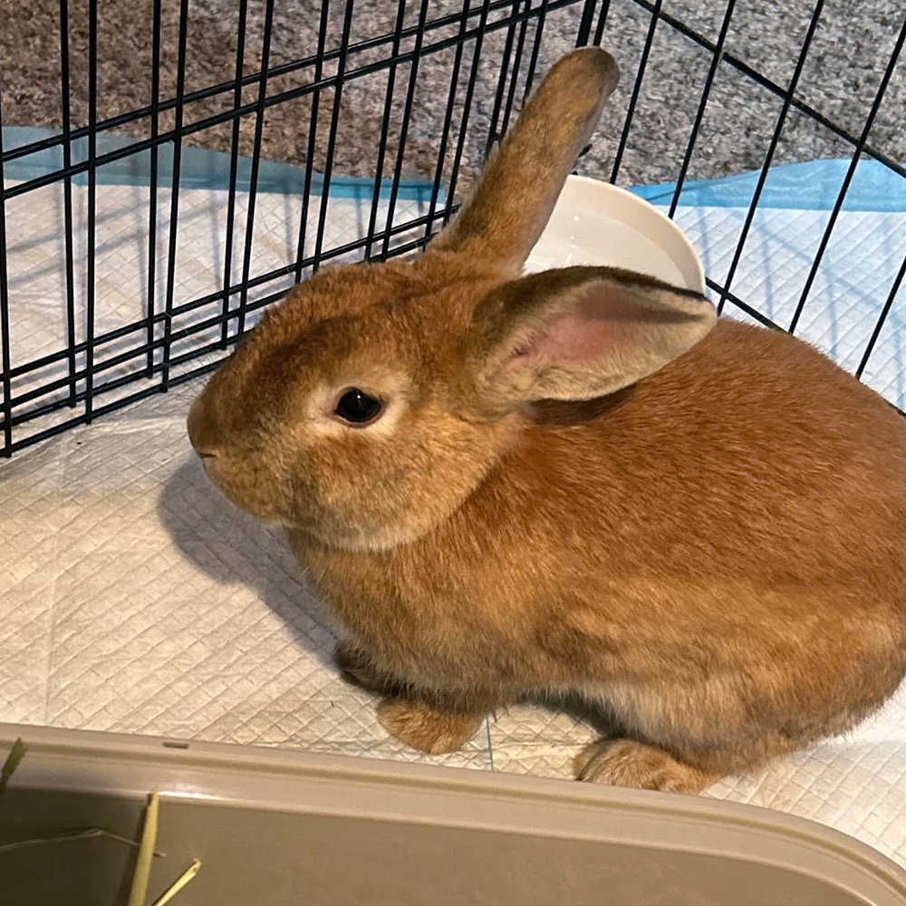 Rabbit for adoption Peanut ADOPTION PENDING, a Palomino in Houston