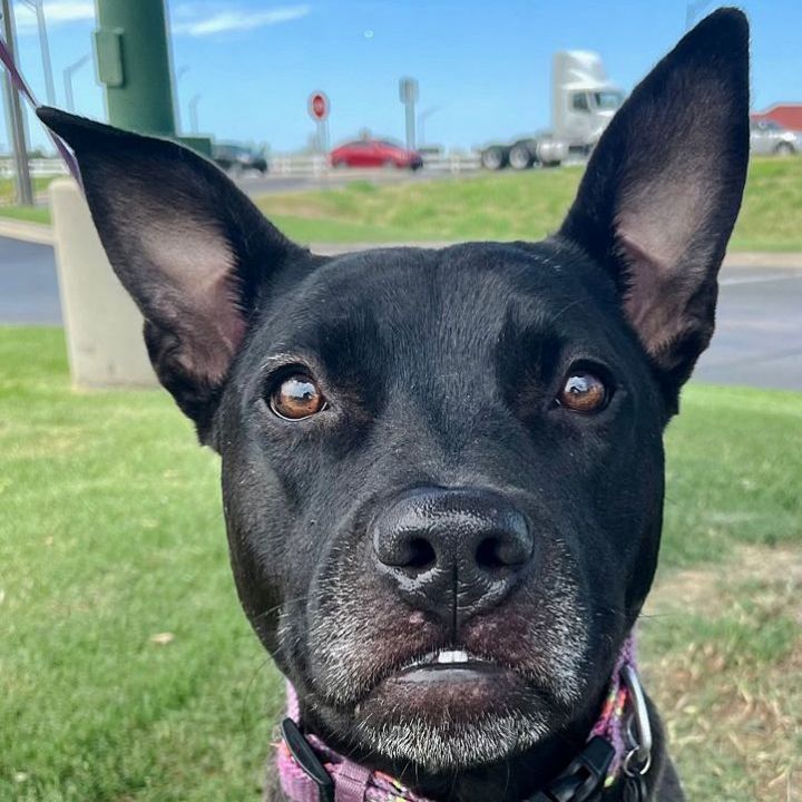 Bella, an adoptable Pit Bull Terrier & Black Labrador Retriever Mix in Oklahoma City, OK_image-1
