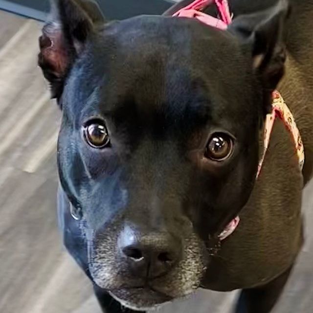 Bella, an adoptable Pit Bull Terrier & Black Labrador Retriever Mix in Oklahoma City, OK_image-4