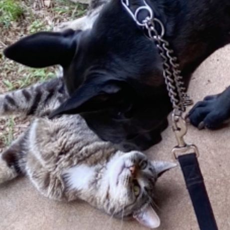 Bella, an adoptable Pit Bull Terrier & Black Labrador Retriever Mix in Oklahoma City, OK_image-5