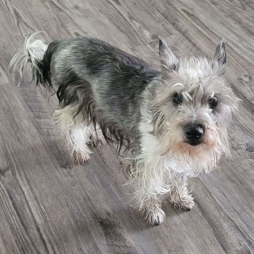 Westie mini schnauzer store mix